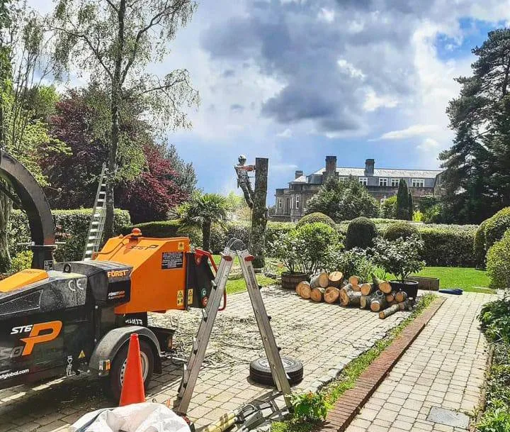 This is a photo of a tree being felled. A tree surgeon is currently removing the last section, the logs are stacked in a pile. Burton Joyce Tree Surgeons